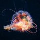 Illustration for article titled These jellyfish photos are some of the most gorgeous underwater images we've seen in ages